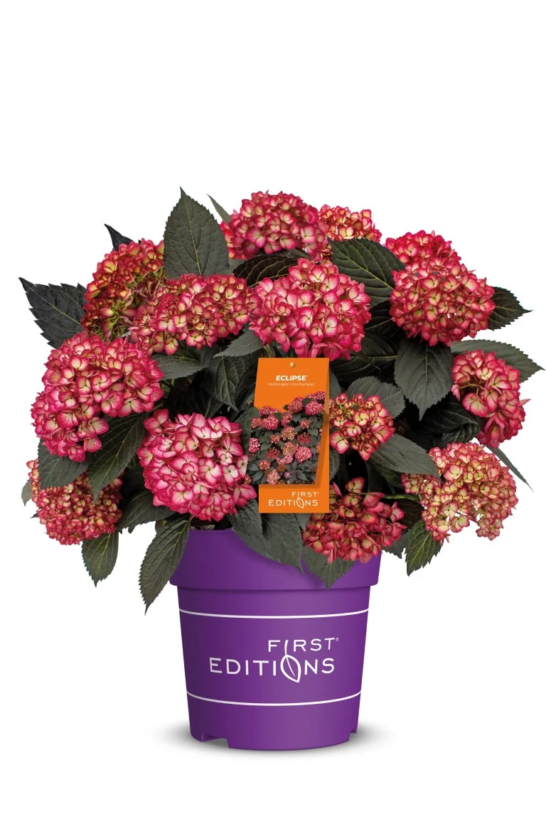 Hydrangea m. 'Eclipse Red'® C5 (5 liters kruka)