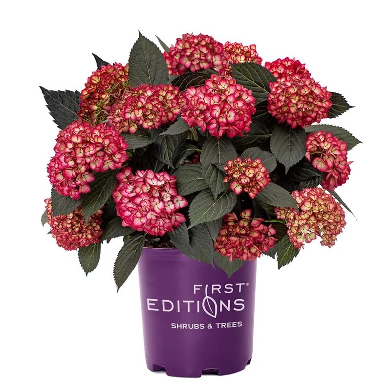 Hydrangea m. 'Eclipse Red'® C1,5 (1,5 liters kruka)