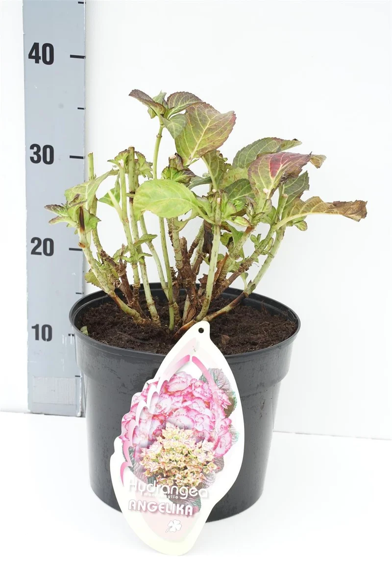 Hydrangea m. 'Angelika' C5 (5 liters kruka) / 23 cm kruka