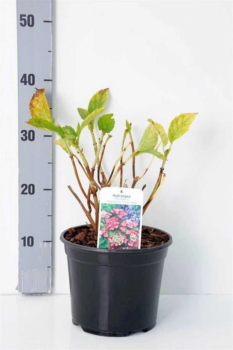 Hydrangea macrophylla 'Rotkehlchen' C3 (3 liters kruka) 25-30 cm