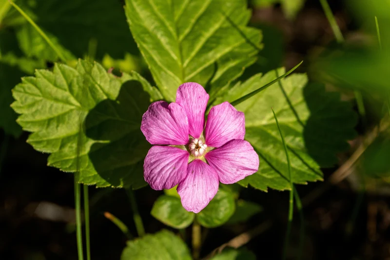 Rubus arcticus ssp. × stellarcticus 'Linda', 3-pack