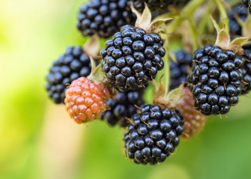 Rubus (Björnbär) 'Loch Tay' E , 1-pack