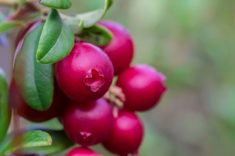 Vaccinium vitis-idaea BALSGÅRD IDA® ('Ida'PBR), 1-pack