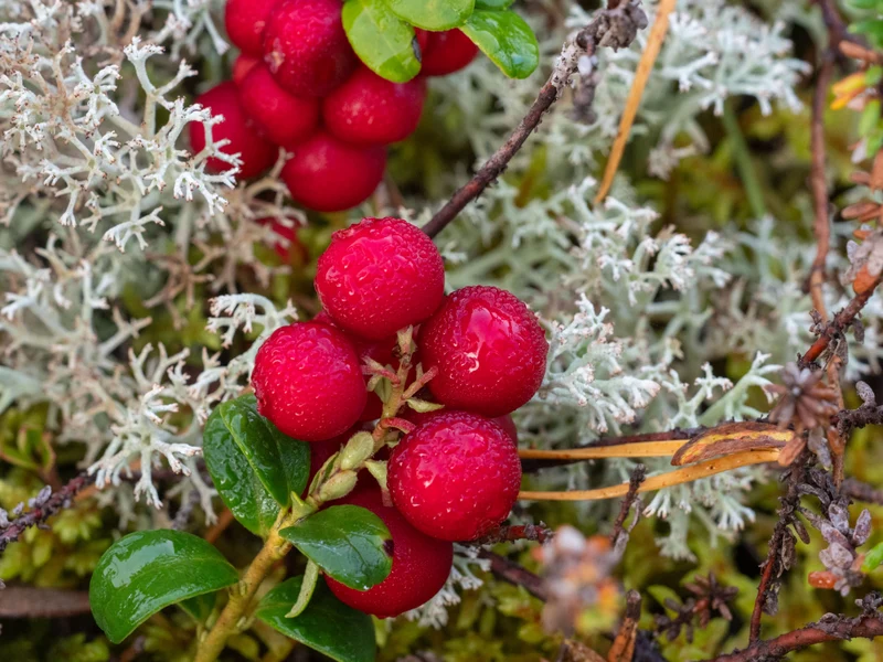 Vaccinium vitis-idaea BALSGÅRD IDA® ('Ida'PBR), 5-pack