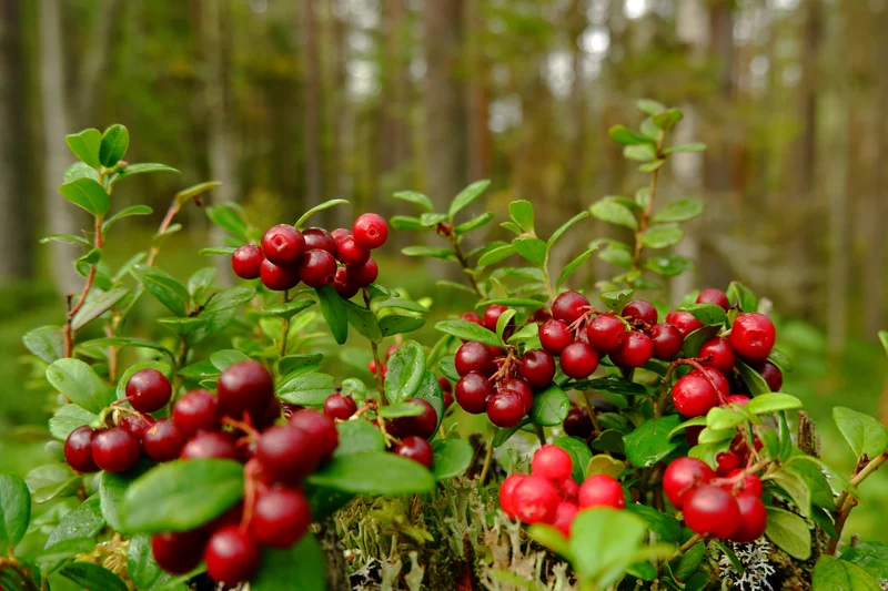 Vaccinium vitis-idaea BALSGÅRD IDA® ('Ida'PBR), 3-pack