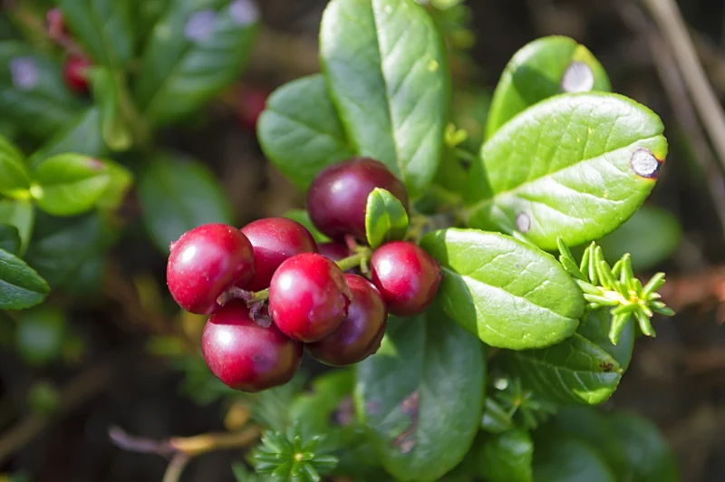Vaccinium vitis-idaea BALSGÅRD SUSSI® ('Sussi'), 1-pack