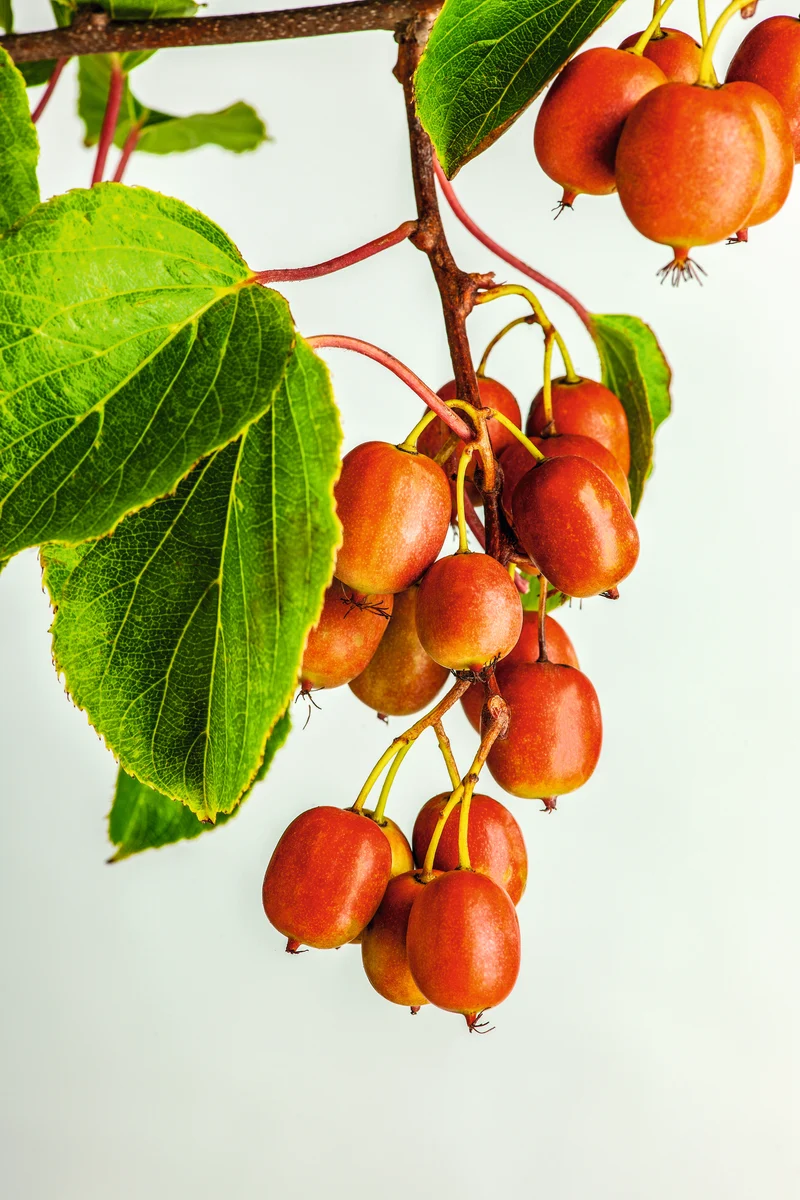 Actinidia arguta 'Ken's Red', 5-pack