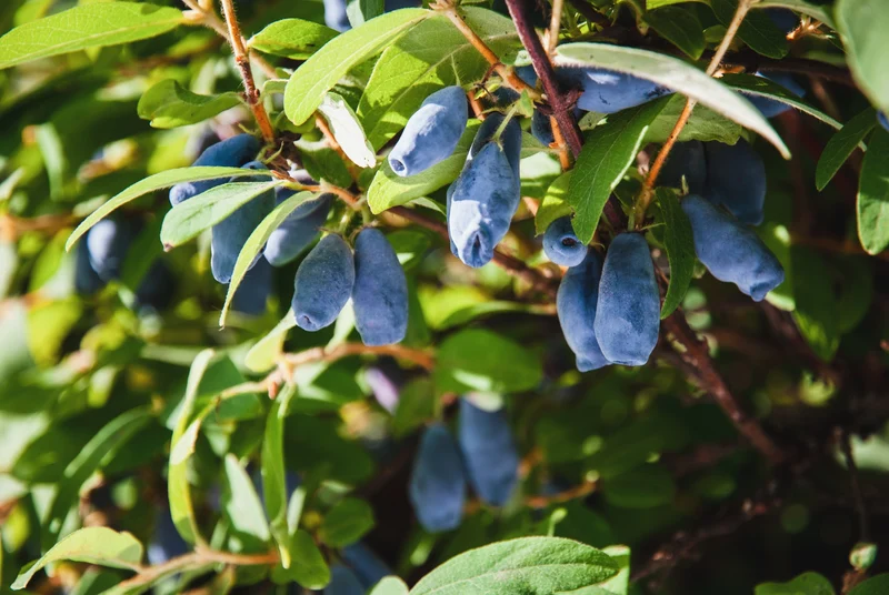 Lonicera caerulea 'Balalaika', 1-pack