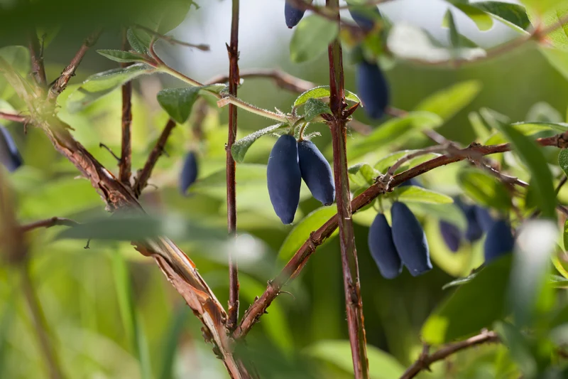 Lonicera caerulea var. kamtschatica 'Aurora', 10-pack