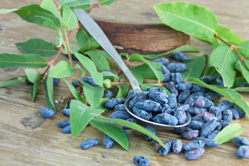 Lonicera caerulea var. kamtschatica 'Aurora', 3-pack