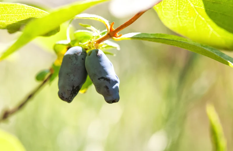 Lonicera caerulea var. kamtschatica 'Aurora', 5-pack
