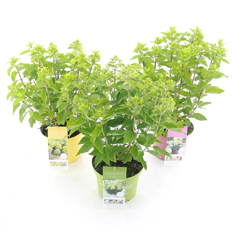 Hydrangea pan. 'Garden Lights'® C5 (5 liters kruka) 30-40 cm