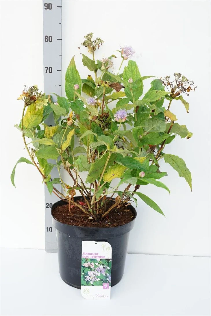 Hydrangea involucrata C12 (12 liters kruka) 60-80 cm