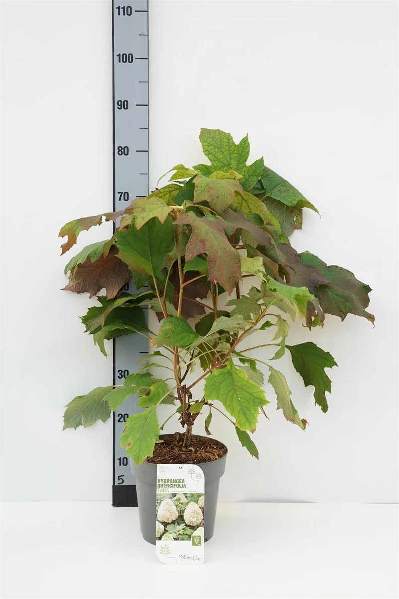 Hydrangea querc. 'Tara' C4 (4 liters kruka) 40-60 cm