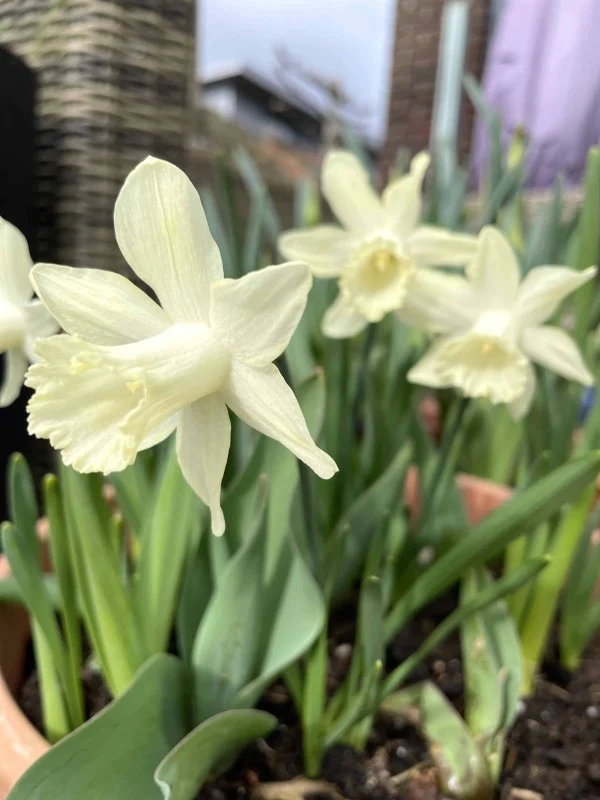 Trumpetnarciss 'Ice Baby' 5st
