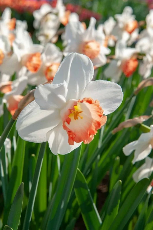 Trumpetnarciss 'Pink Charm' 5st