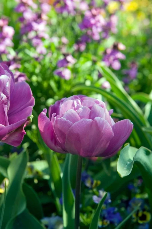 Dubbel Tidig Tulpan 'Blue Diamond' 8st