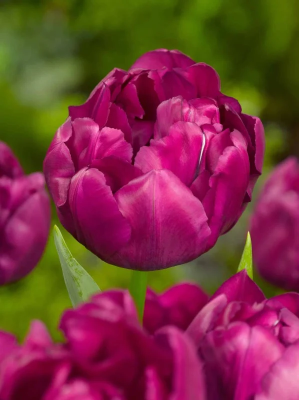 Dubbel Sen Tulpan 'Royal Acres Double' 8st