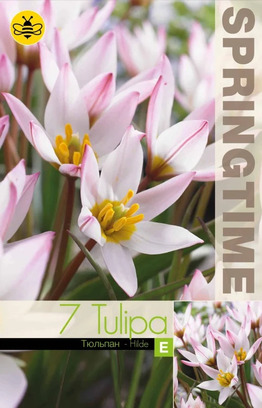 Botanisk Tulpan 'Hilde' 7st