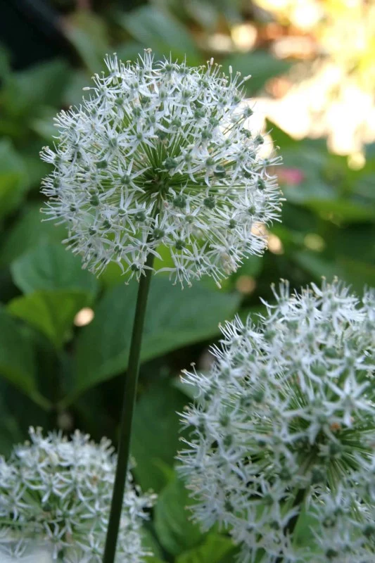 Allium, Prydnadslök 'White Cloud' 8st