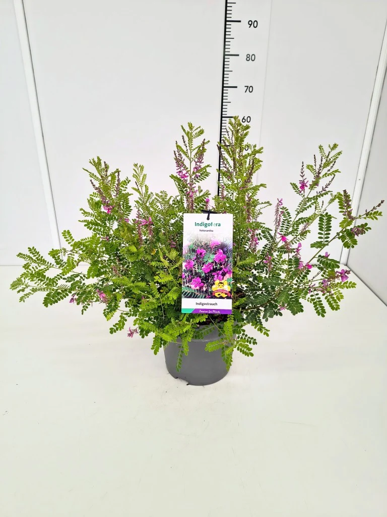 Indigofera heterantha C7,5 (7,5 liters kruka) 40-60 cm