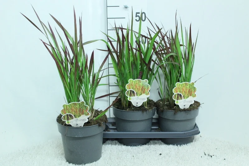 Imperata cylindrica 'Red Baron' C3 (3 liters kruka) 50+ cm