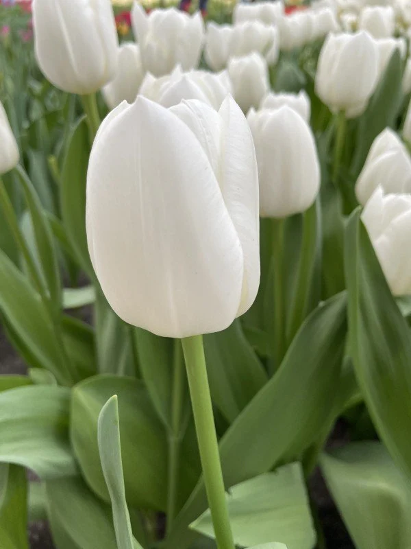 Triumphtulpan 'White Dream' 8st