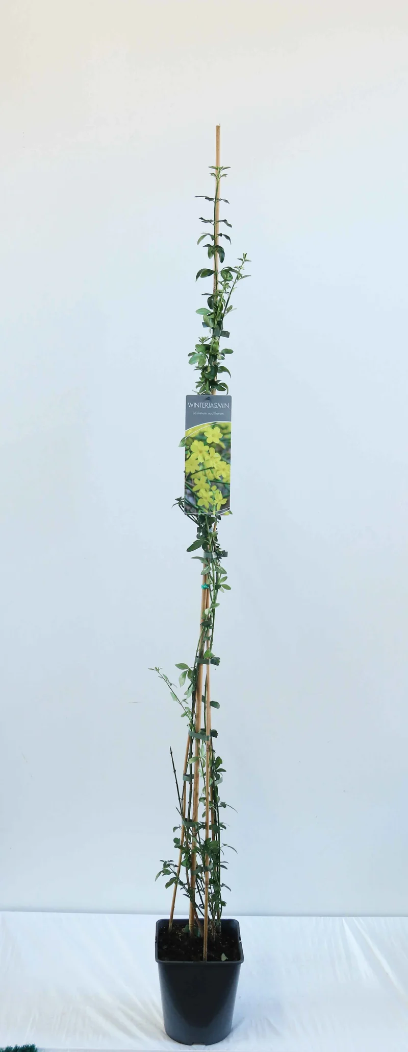 Jasminum nudiflorum C5 (5 liters kruka) 150-200 cm