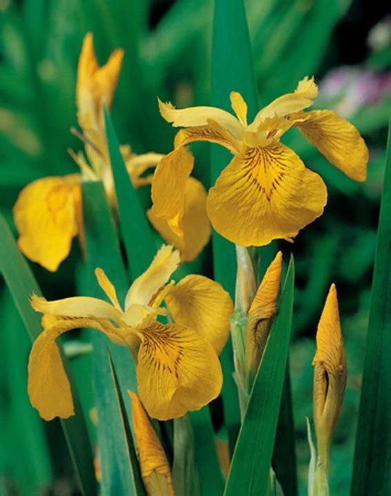 Iris pseudacorus i planteringskorg 18x18 cm