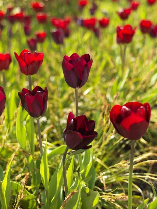 Triumphtulpan 'National Velvet' 8st