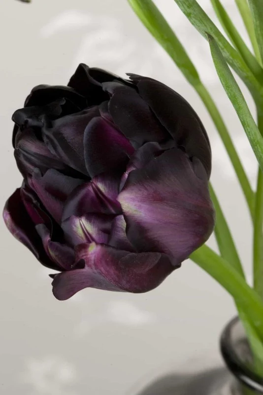 Dubbel Sen Tulpan 'Black Hero' 8st