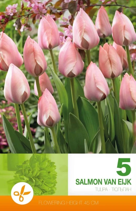 Darwinhybridtulpan 'Salmon van Eijk' 5st