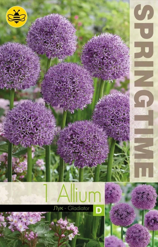 Allium, Jättelök 'Gladiator' 1st