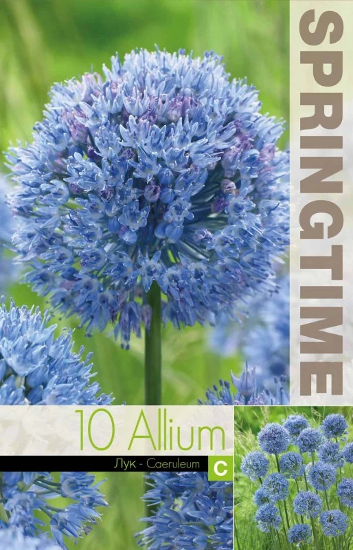 Allium, Azurlök 'Caeruleum' 10st