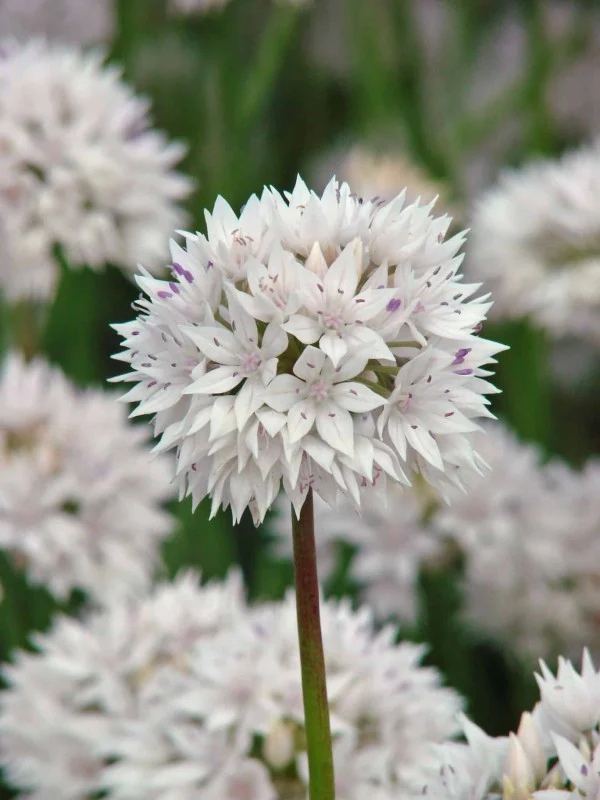 Allium, Papperslök 'Graceful Beauty' 8st