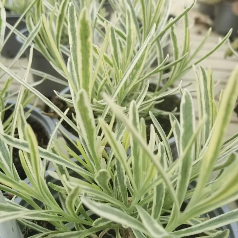 Lavendel 'Platinum Blonde' 12cm kruka