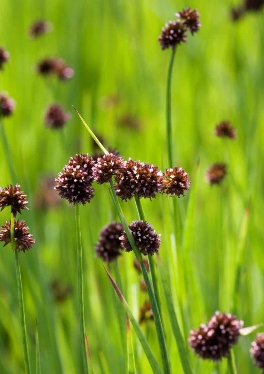 Juncus ensifolius - 9 cm kruka (Vattenväxt)