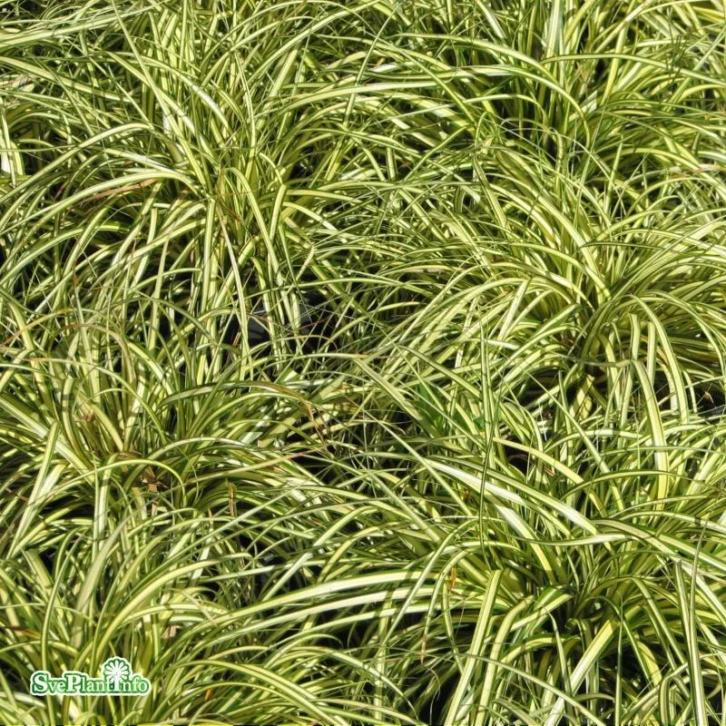 Oshimastarr 'Evergold' 12cm kruka