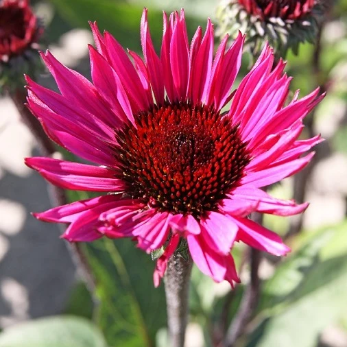 Solhatt 'Rubinstein' 9cm kruka