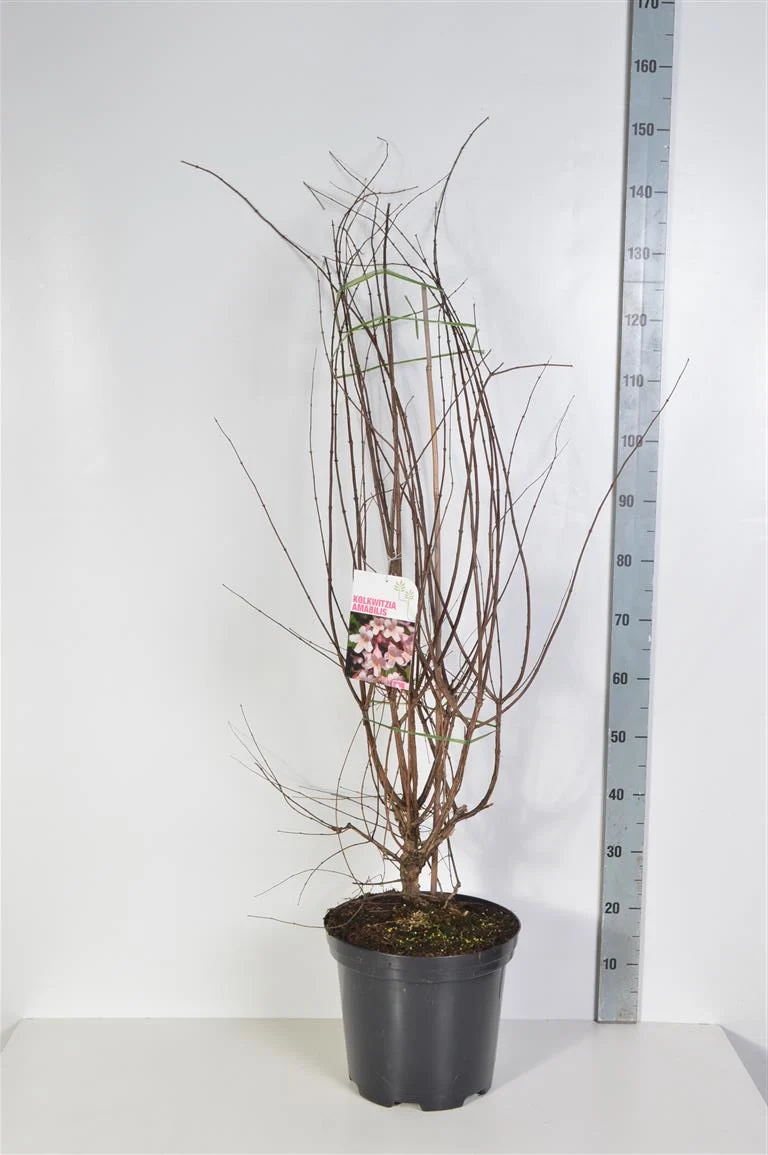 Kolkwitzia amabilis C2 (2 liters kruka) 25-30 cm