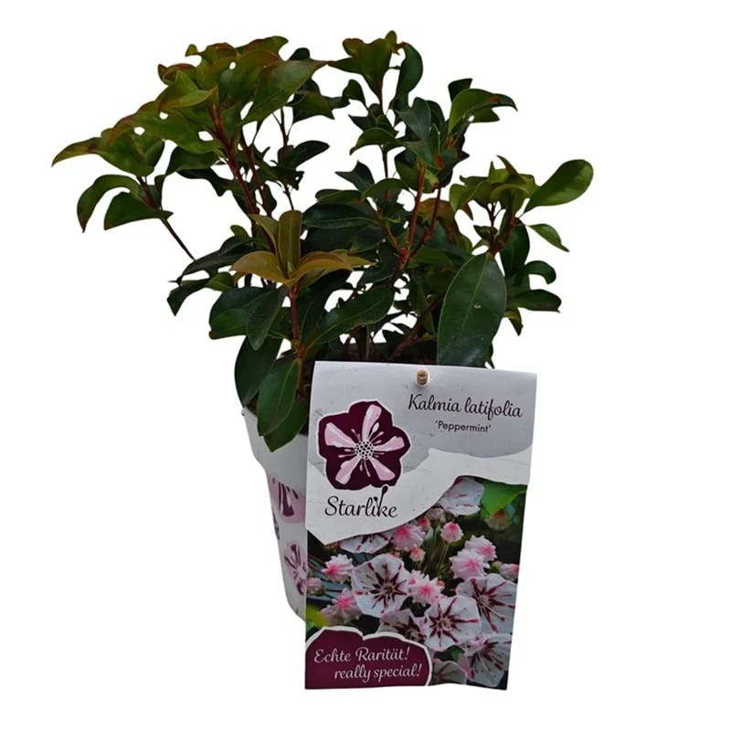 Kalmia lat. 'Peppermint' C3 (3 liters kruka) 30-40 cm