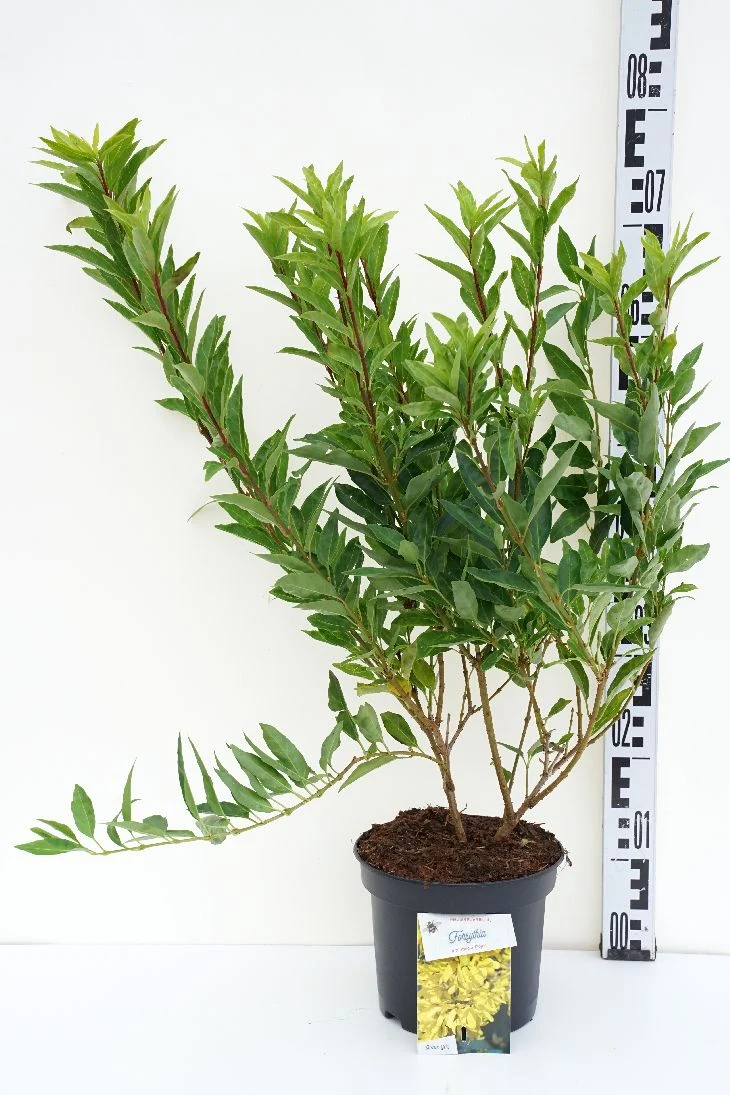 Forsythia int. 'Flojor' C2 (2 liters kruka) 25-30 cm