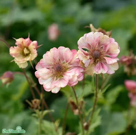Nejlikrot 'Pretticoats Peach' 9cm kruka