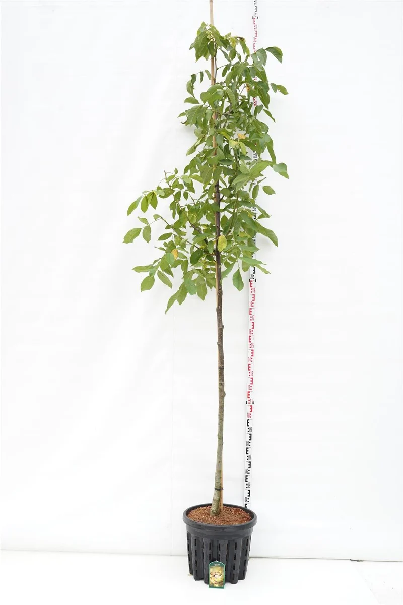 Juglans regia 'Proslavski' stamträd 8-10 cm C50 (50 liters kruka)
