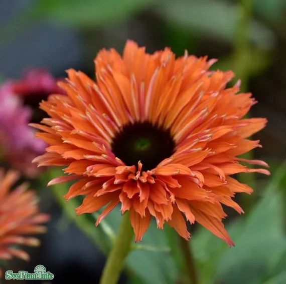 Solhatt 'Sunseekers Rainbow' 9cm kruka