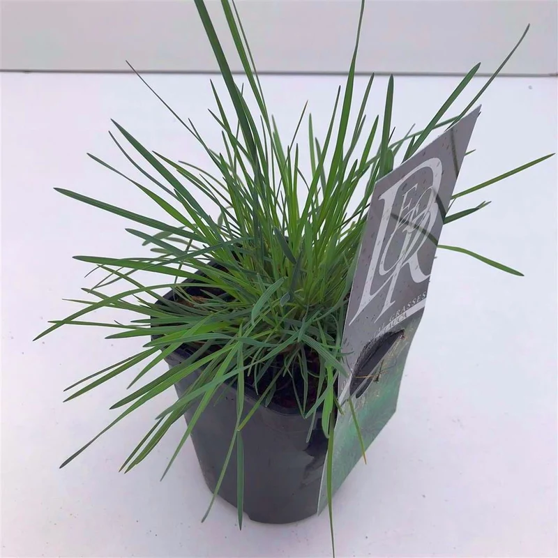 Koeleria glauca C2 (2 liters kruka / 17 cm kruka)