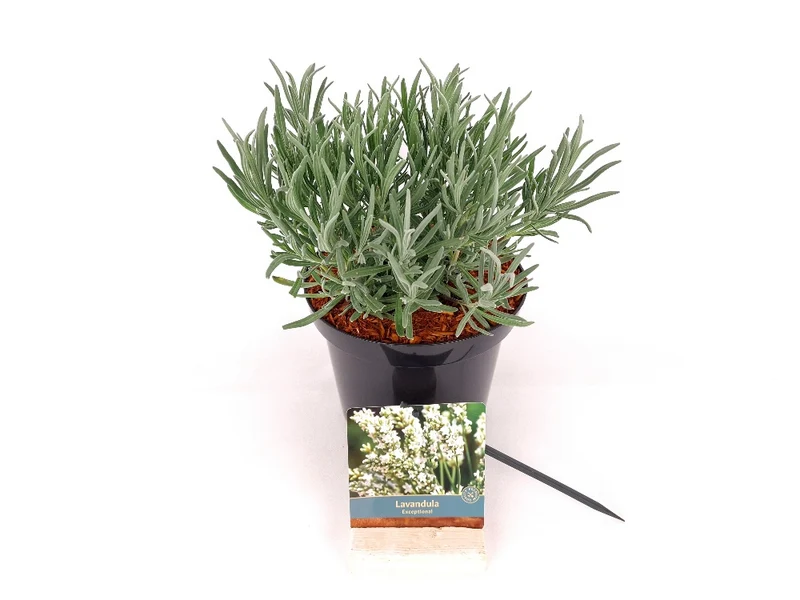 Lavandula int. 'Exceptional'® C1,5 (1,5 liters kruka) 25+ cm