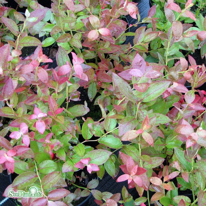 Hybridblåbär 'Oskar' 7cm kruka