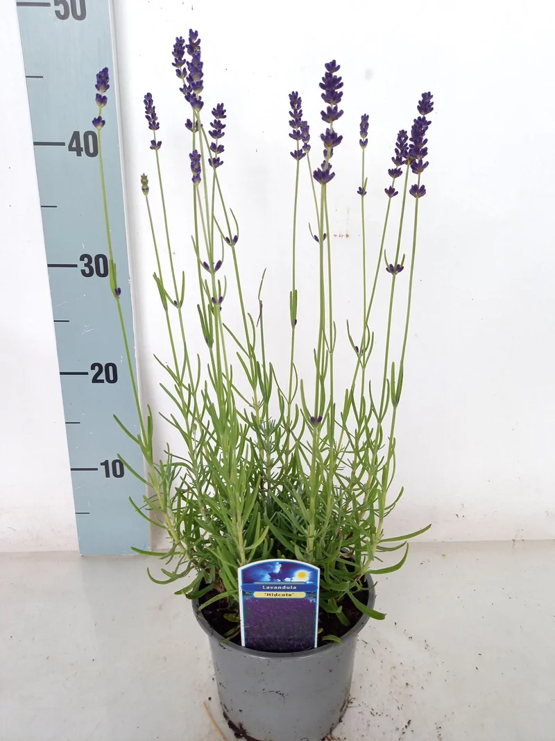 Lavandula ang. 'Hidcote' C1 (1 liters kruka)