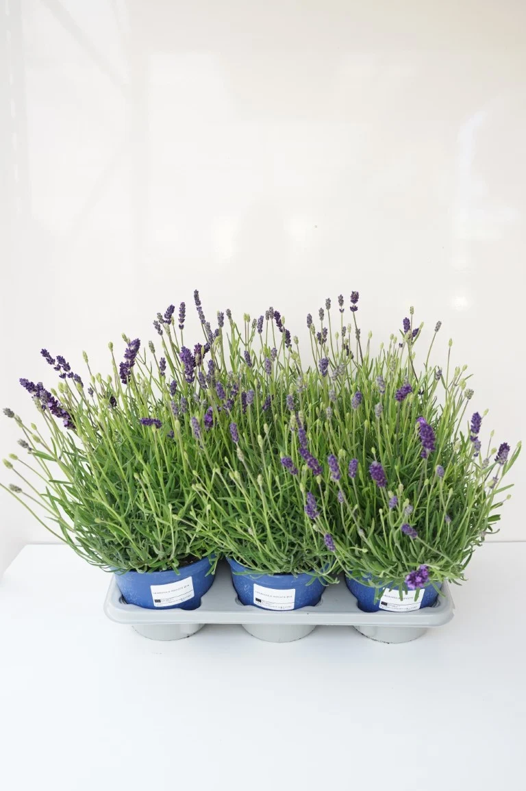 Lavandula angustifolia 'Hidcote' C1,5 (1,5 liters kruka) / 14 cm kruka